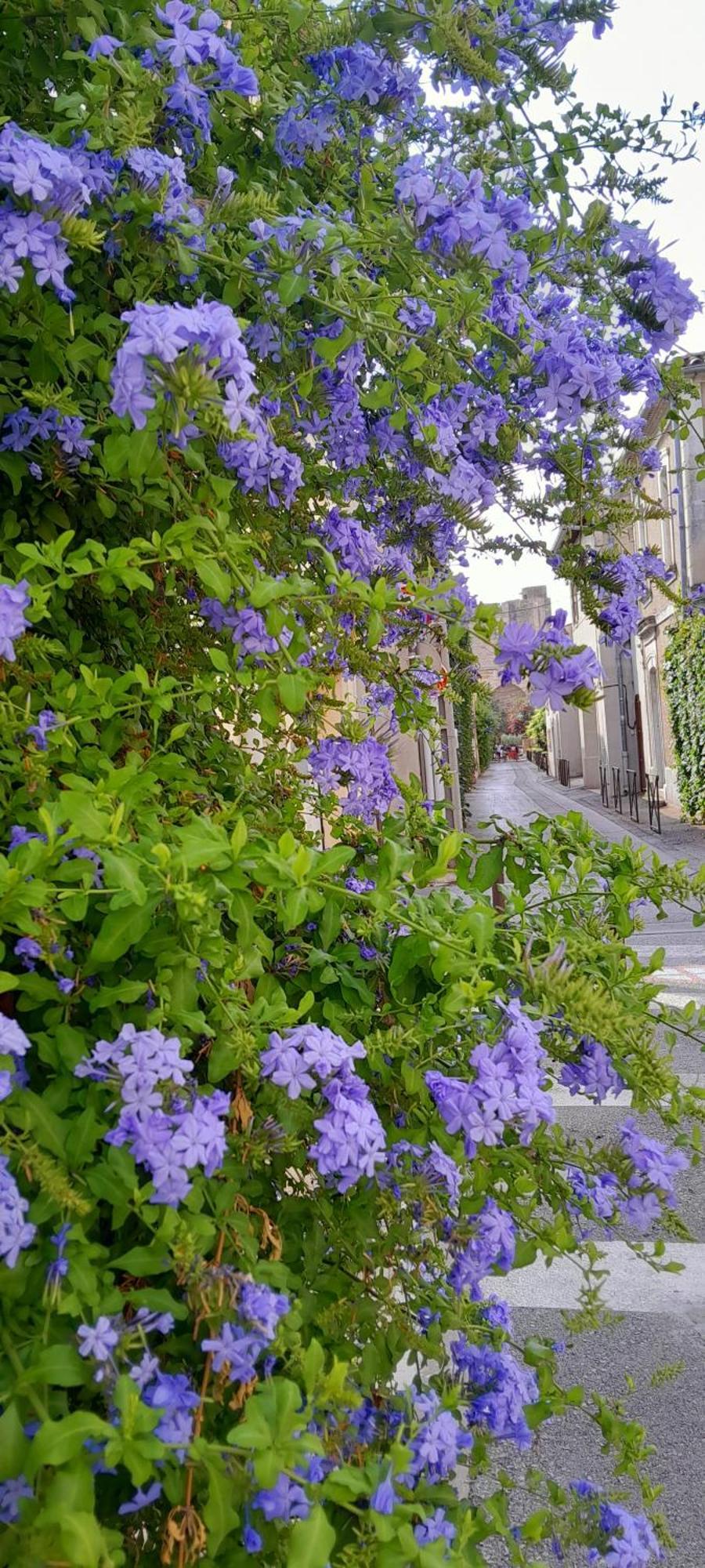 Bed and Breakfast Le Petit Patio Aigues-Mortes Exterior foto