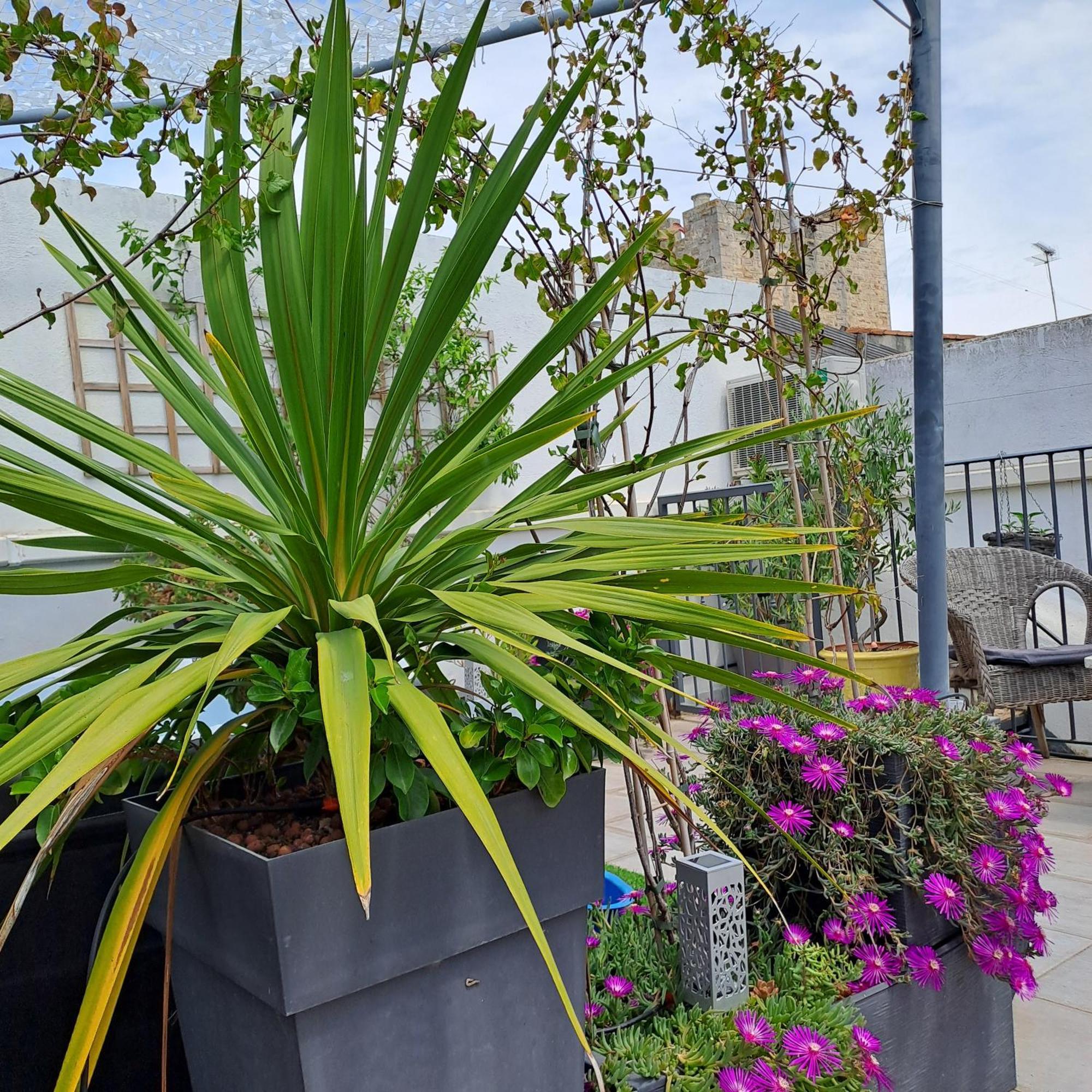 Bed and Breakfast Le Petit Patio Aigues-Mortes Exterior foto