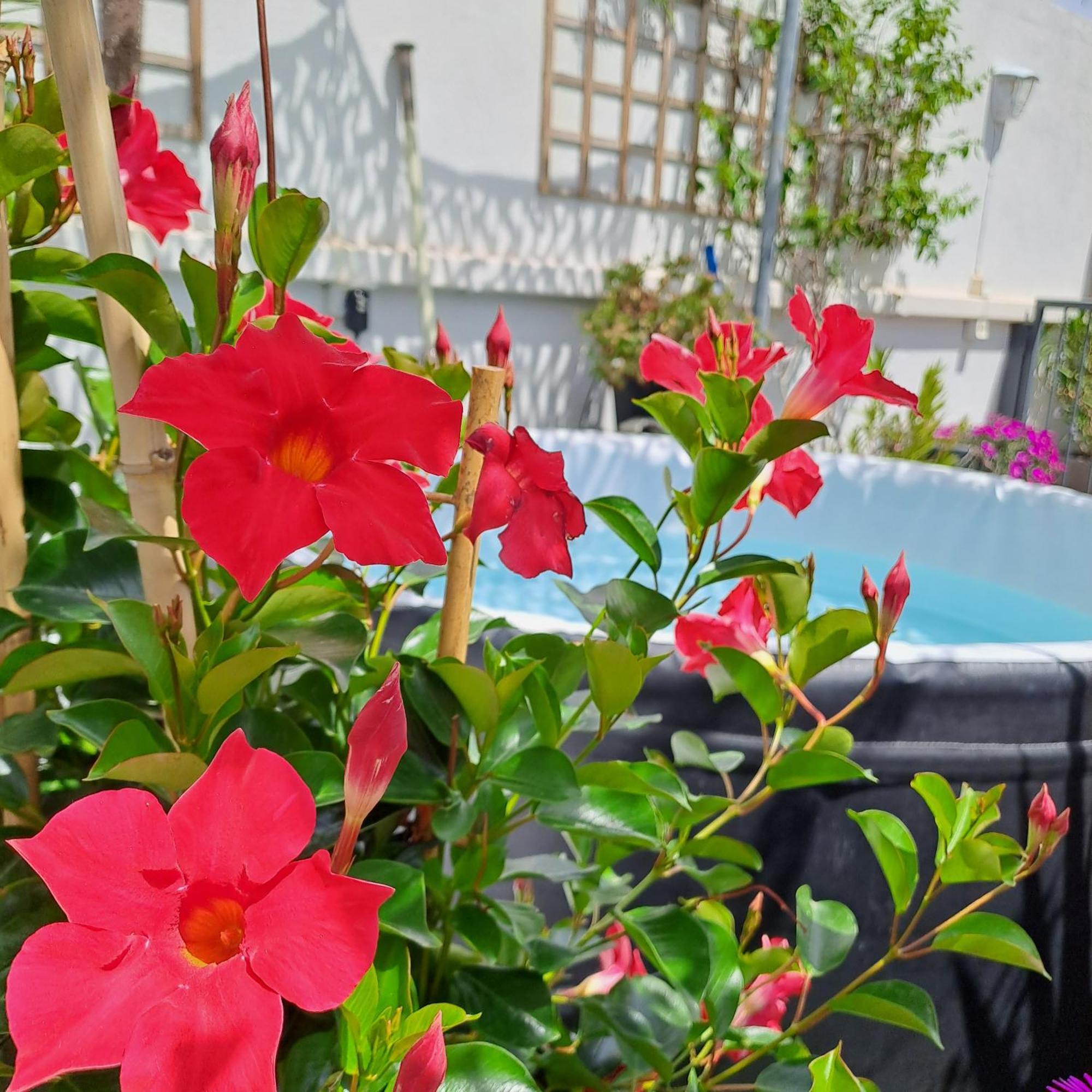 Bed and Breakfast Le Petit Patio Aigues-Mortes Exterior foto